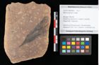 Foto (Objekt + Etikett) von Myrica lignitum Unger (NHMW-GEO-2024-0188-0695)